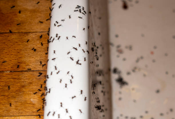 Best Mosquito Control Services  in Satsuma, AL